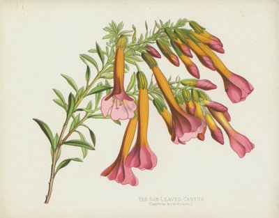 Boksbladet Cantua, Cantua Buxifolia af English School